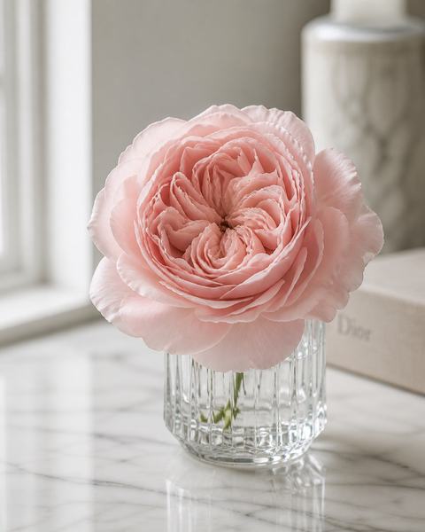 A single oversized blush English garden rose in a faceted glass vase on white marble