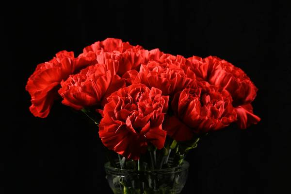 A full bouquet of vibrant red carnations against a deep neutral background