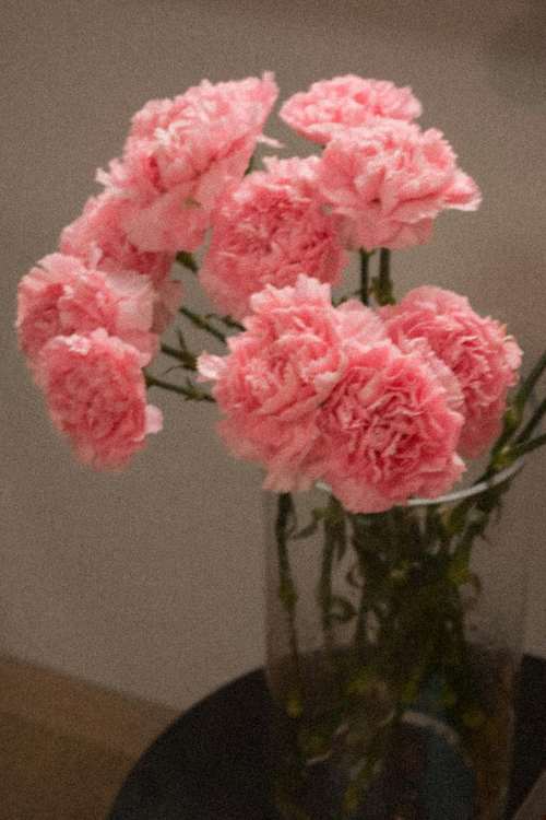 An arrangement of pink carnations in a clear glass vase