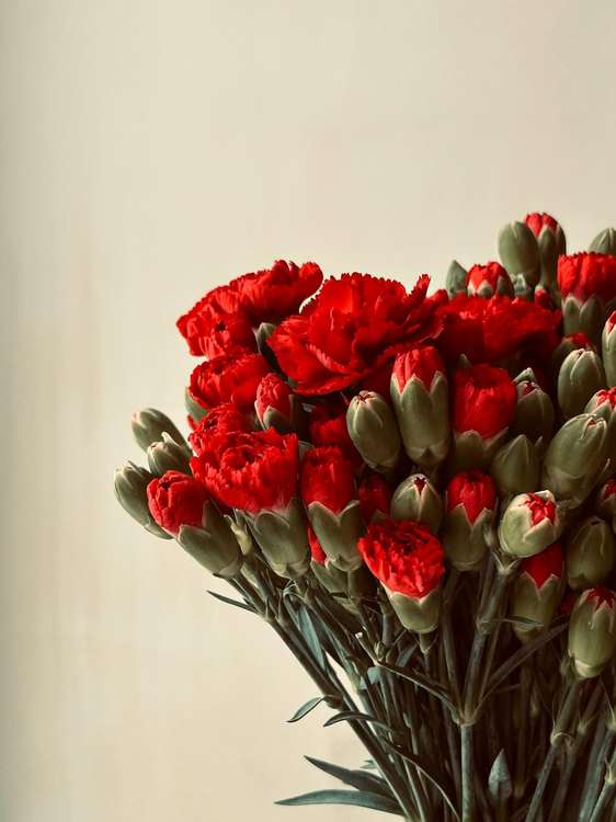 A tall bouquet of red carnations and unopened buds against a soft cream wall