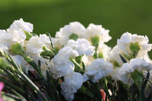 A cluster of white carnations in bloom against a soft green background
